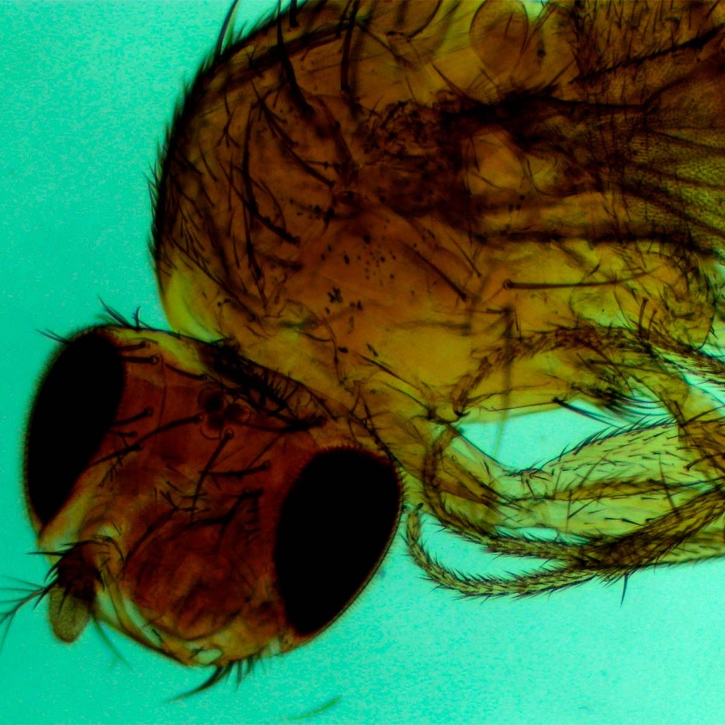 Mosca de fruta macho (drosophila) | Zeigen